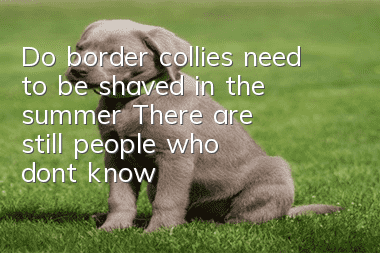 Do border collies need to be shaved in the summer? There are still people who don’t know the dangers of shaving!