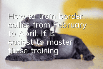 How to train border collies from February to April. It is easiest to master these training points!