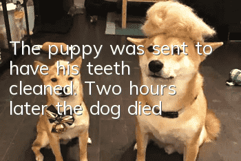 The puppy was sent to have his teeth cleaned. Two hours later, the dog died?