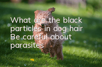 What are the black particles in dog hair? Be careful about parasites!