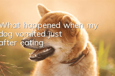 What happened when my dog vomited just after eating?
