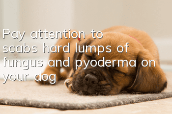 Pay attention to scabs, hard lumps of fungus and pyoderma on your dog!