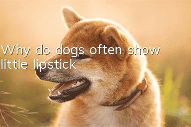 Why do dogs often show little lipstick?