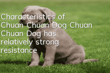 Characteristics of Chuan Chuan Dog Chuan Chuan Dog has relatively strong resistance