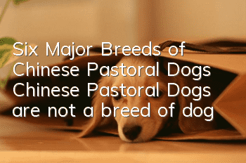 Six Major Breeds of Chinese Pastoral Dogs Chinese Pastoral Dogs are not a breed of dog