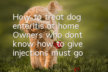 How to treat dog enteritis at home? Owners who don’t know how to give injections must go to the hospital