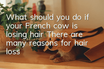 What should you do if your French cow is losing hair? There are many reasons for hair loss. Which one does your family have?