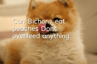 Can Bichons eat peaches? Don’t overfeed anything!