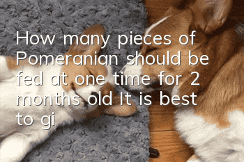 How many pieces of Pomeranian should be fed at one time for 2 months old? It is best to give the dog soft food.