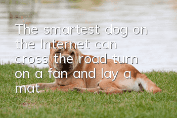 The smartest dog on the Internet: can cross the road, turn on a fan, and lay a mat