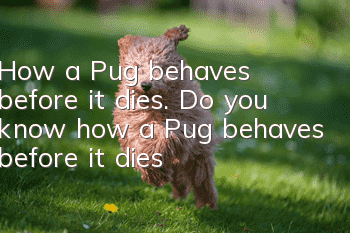 How a Pug behaves before it dies. Do you know how a Pug behaves before it dies?