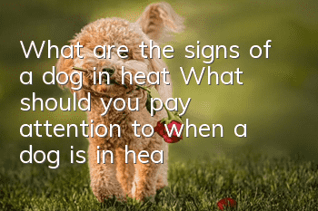 What are the signs of a dog in heat? What should you pay attention to when a dog is in heat?