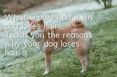 What should I do if my dog loses hair? Teach you the reasons why your dog loses hair and how to deal with it.