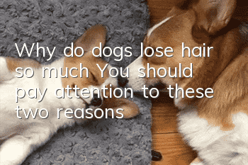 Why do dogs lose hair so much? You should pay attention to these two reasons