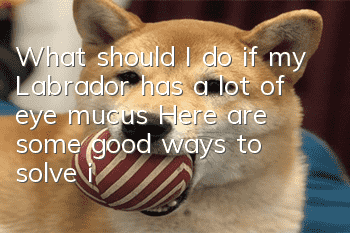 What should I do if my Labrador has a lot of eye mucus? Here are some good ways to solve it!