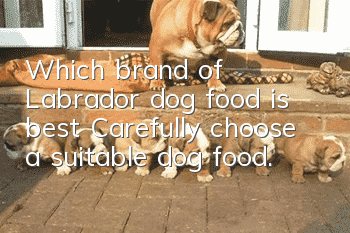 Which brand of Labrador dog food is best? Carefully choose a suitable dog food.