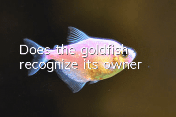 Does the goldfish recognize its owner?