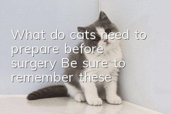 What do cats need to prepare before surgery? Be sure to remember these!