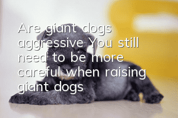 Are giant dogs aggressive? You still need to be more careful when raising giant dogs!