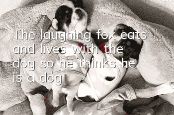 The laughing fox eats and lives with the dog, so he thinks he is a dog!
