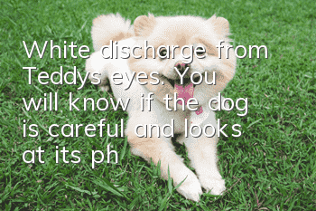 White discharge from Teddy's eyes. You will know if the dog is careful and looks at its physical condition!