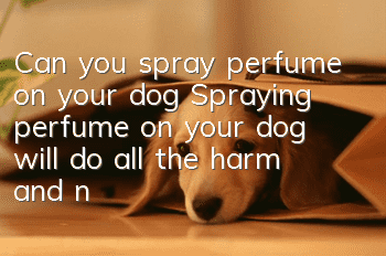 Can you spray perfume on your dog? Spraying perfume on your dog will do all the harm and no good.