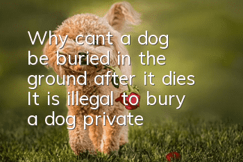 Why can't a dog be buried in the ground after it dies? It is illegal to bury a dog privately!