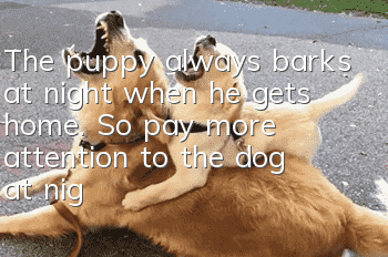 The puppy always barks at night when he gets home. So pay more attention to the dog at night!