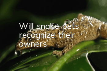 Will snake pets recognize their owners?