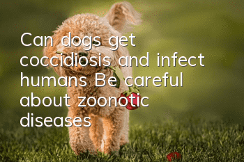 Can dogs get coccidiosis and infect humans? Be careful about zoonotic diseases!