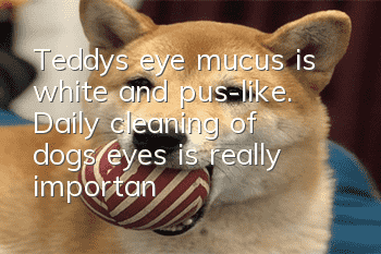 Teddy’s eye mucus is white and pus-like. Daily cleaning of dog’s eyes is really important!