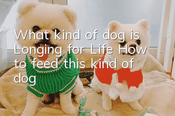 What kind of dog is Longing for Life? How to feed this kind of dog?