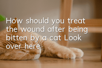 How should you treat the wound after being bitten by a cat? Look over here!