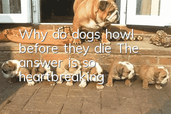 Why do dogs howl before they die? The answer is so heartbreaking