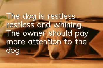The dog is restless, restless, and whining. The owner should pay more attention to the dog!