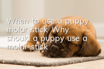 When to use a puppy molar stick? Why should a puppy use a molar stick?