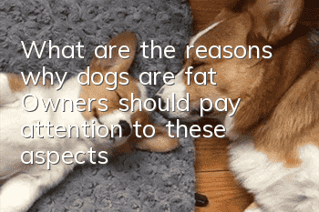 What are the reasons why dogs are fat? Owners should pay attention to these aspects