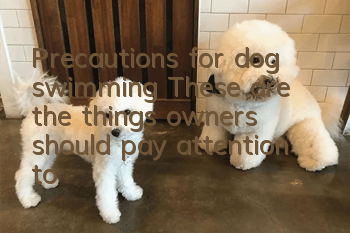 Precautions for dog swimming: These are the things owners should pay attention to