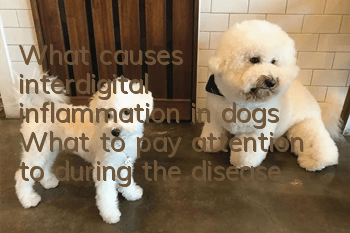 What causes interdigital inflammation in dogs? What to pay attention to during the disease