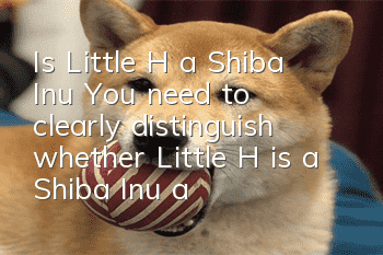 Is Little H a Shiba Inu? You need to clearly distinguish whether Little H is a Shiba Inu and don’t mistake your ancestors.