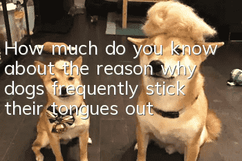 How much do you know about the reason why dogs frequently stick their tongues out?