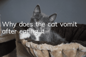 Why does the cat vomit after eating it?