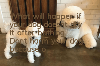 What will happen if your dog doesn’t dry it after bathing? Don’t harm your dog because of your laziness.
