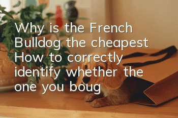 Why is the French Bulldog the cheapest? How to correctly identify whether the one you bought is too expensive?