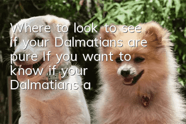 Where to look to see if your Dalmatians are pure? If you want to know if your Dalmatians are pure, just look!