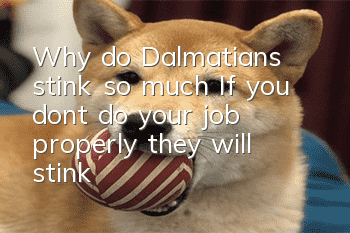 Why do Dalmatians stink so much? If you don’t do your job properly, they will stink!