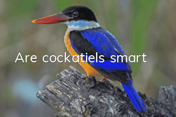 Are cockatiels smart?