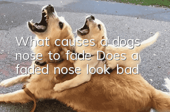 What causes a dog’s nose to fade? Does a faded nose look bad?