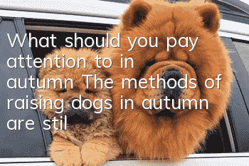 What should you pay attention to in autumn? The methods of raising dogs in autumn are still different!