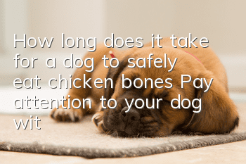 How long does it take for a dog to safely eat chicken bones? Pay attention to your dog within half an hour!